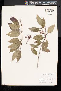 Cornus racemosa image