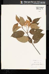 Cornus amomum subsp. amomum image