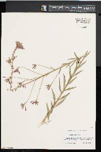 Oenothera gaura image