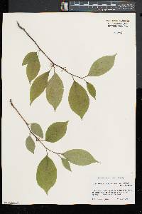 Ilex montana image