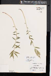 Polygala senega image