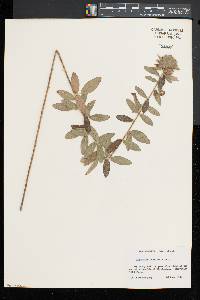 Lespedeza capitata image