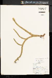 Lycopodiella alopecuroides image