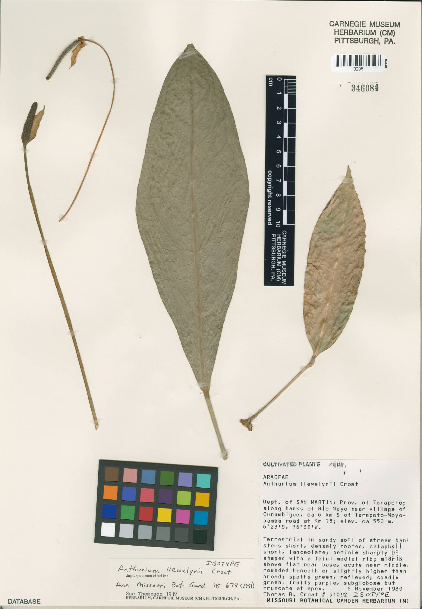 Anthurium llewelynii image