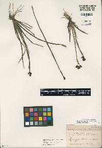 Image of Sisyrinchium californicum