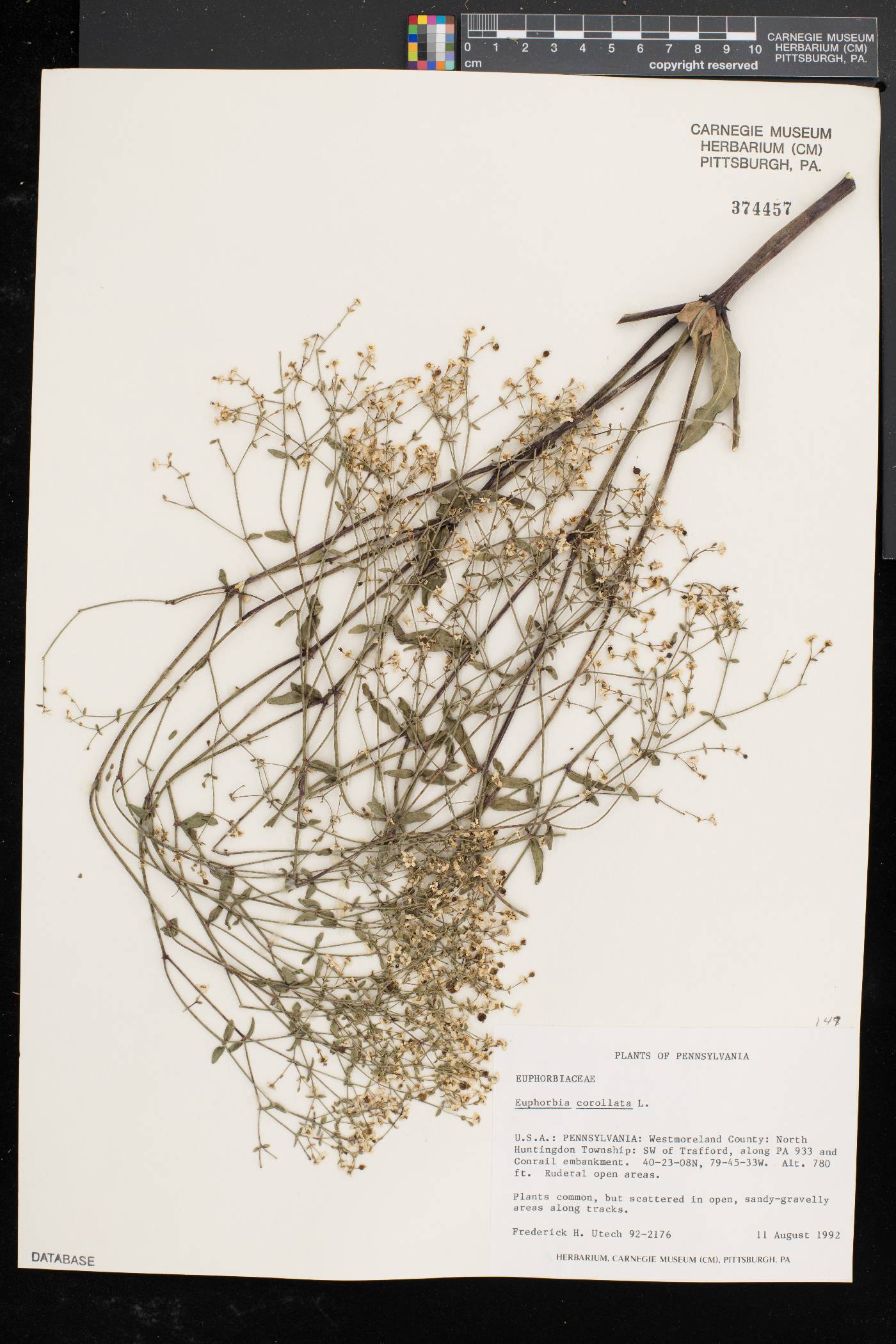 Paphiopedilum villosum image