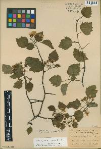 Crataegus pruinosa image