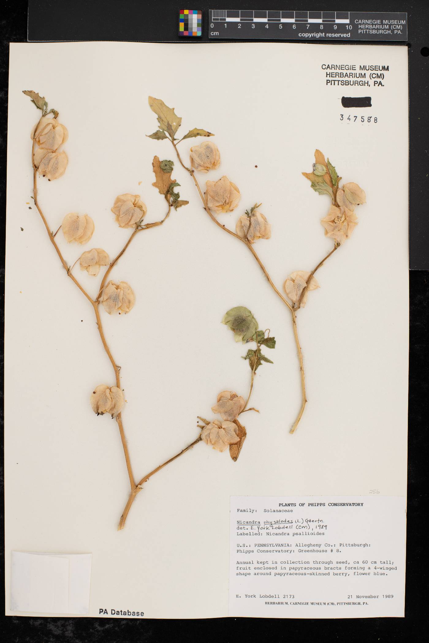 Nicandra physalodes image