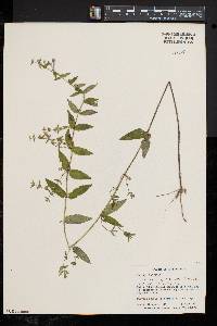 Scutellaria galericulata image