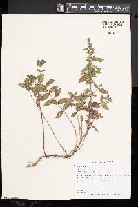 Mentha spicata image