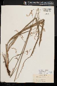 Stenanthium gramineum var. gramineum image