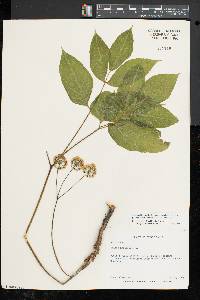 Aralia nudicaulis image