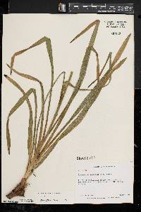 Stenanthium gramineum image