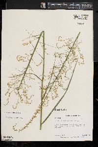 Stenanthium gramineum var. gramineum image