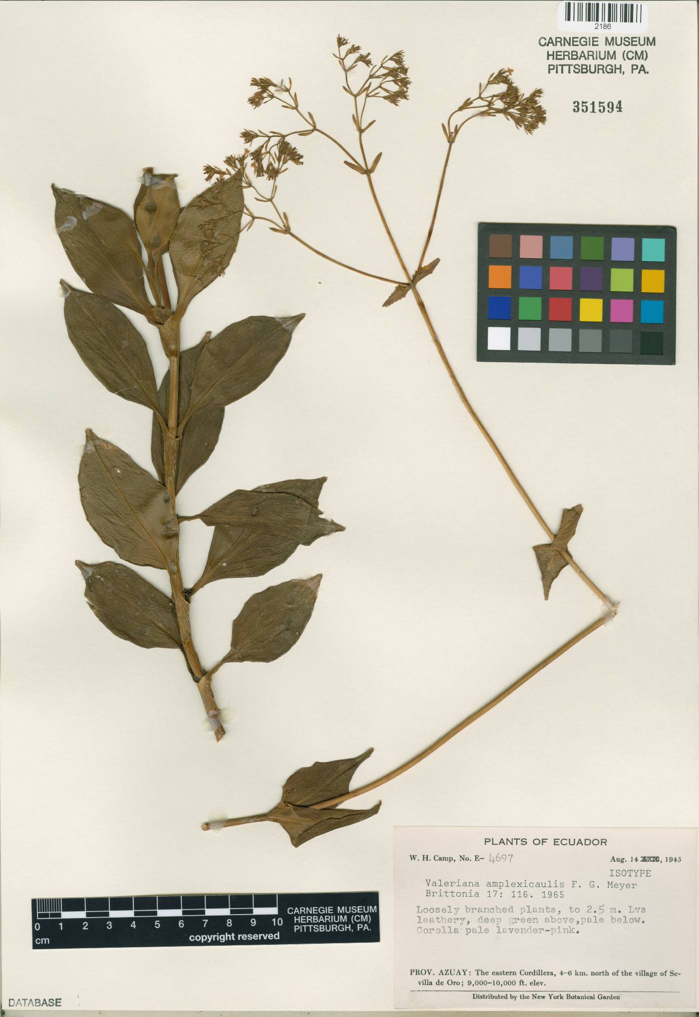 Valeriana coleophylla image