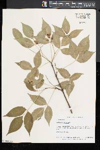 Staphylea trifolia image