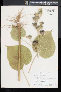 Abutilon theophrasti image