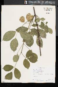 Staphylea trifolia image