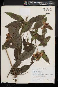 Chelone glabra var. elatior image