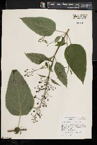 Scrophularia marilandica image