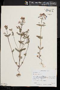 Collinsia verna image