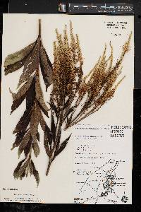 Veronicastrum virginicum image