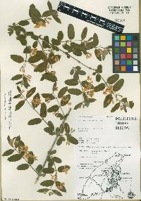 Lonicera morrowii image