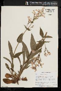 Penstemon hirsutus image