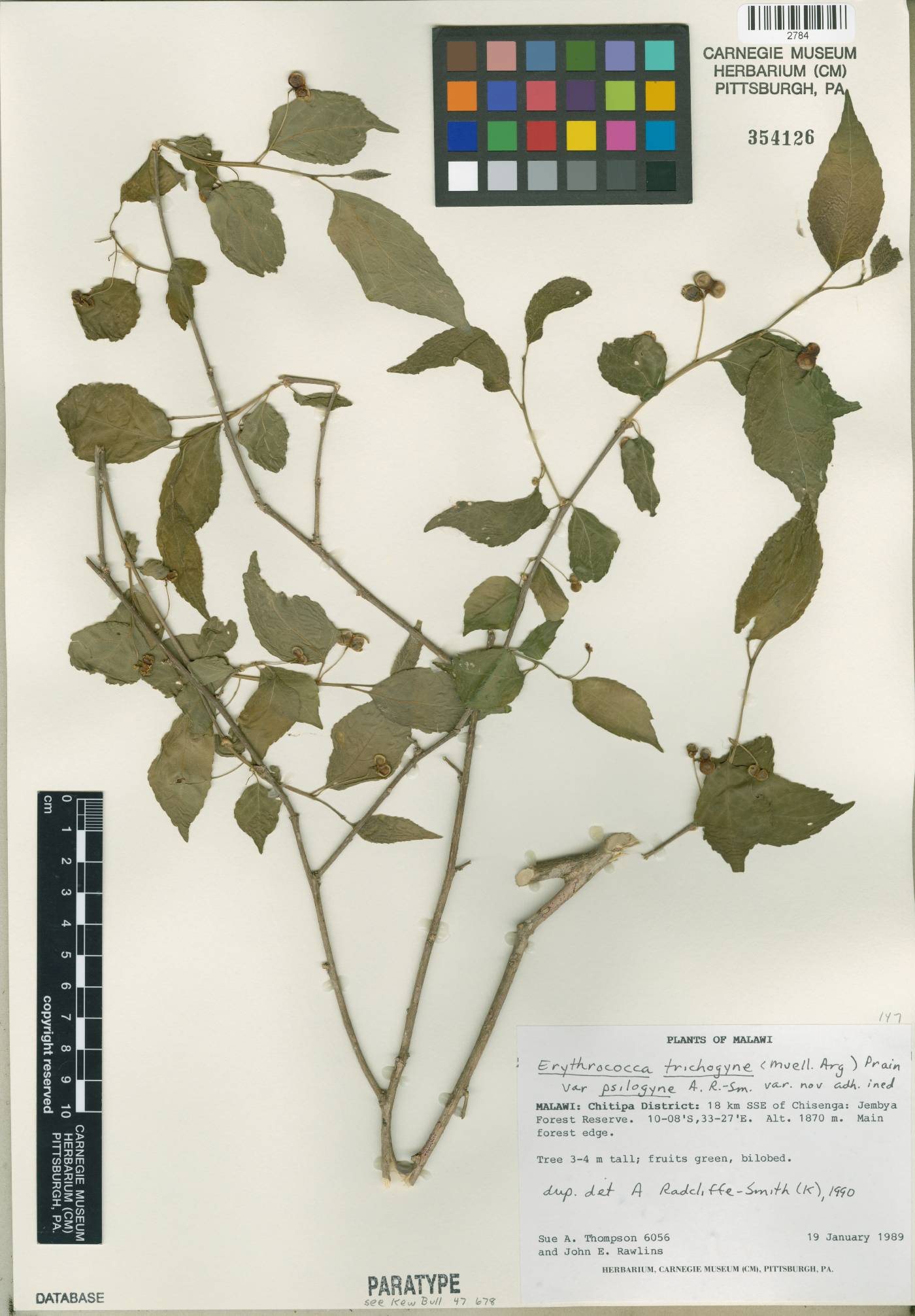 Erythrococca image