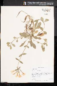 Phlox stolonifera image