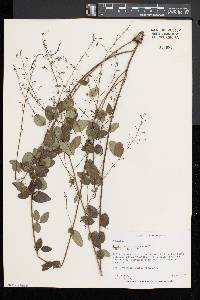 Desmodium marilandicum image