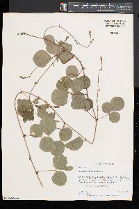 Desmodium rotundifolium image