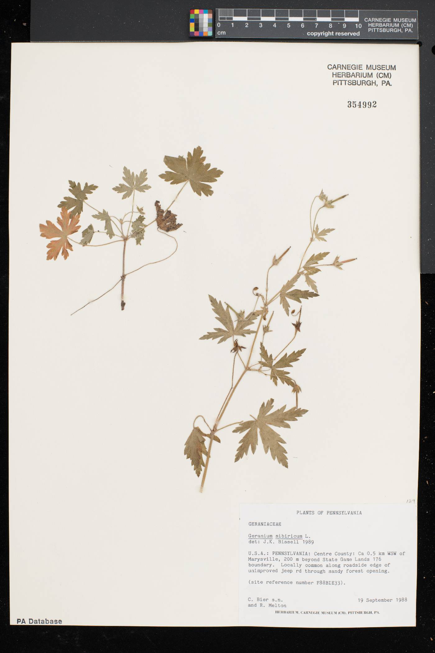 Geranium sibiricum image