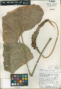 Anthurium lancetillense image