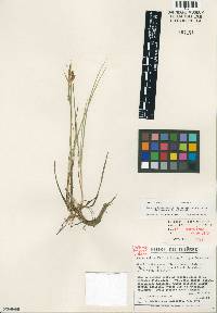 Carex limosoides image