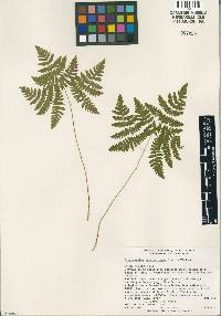 Image of Gymnocarpium appalachianum