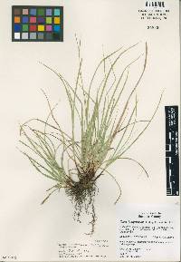 Carex juniperorum image
