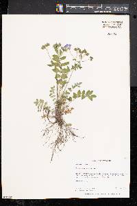 Polemonium reptans image