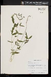 Scutellaria galericulata image