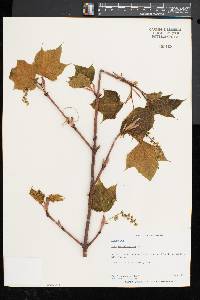 Acer pensylvanicum image