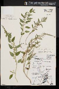 Scutellaria galericulata image