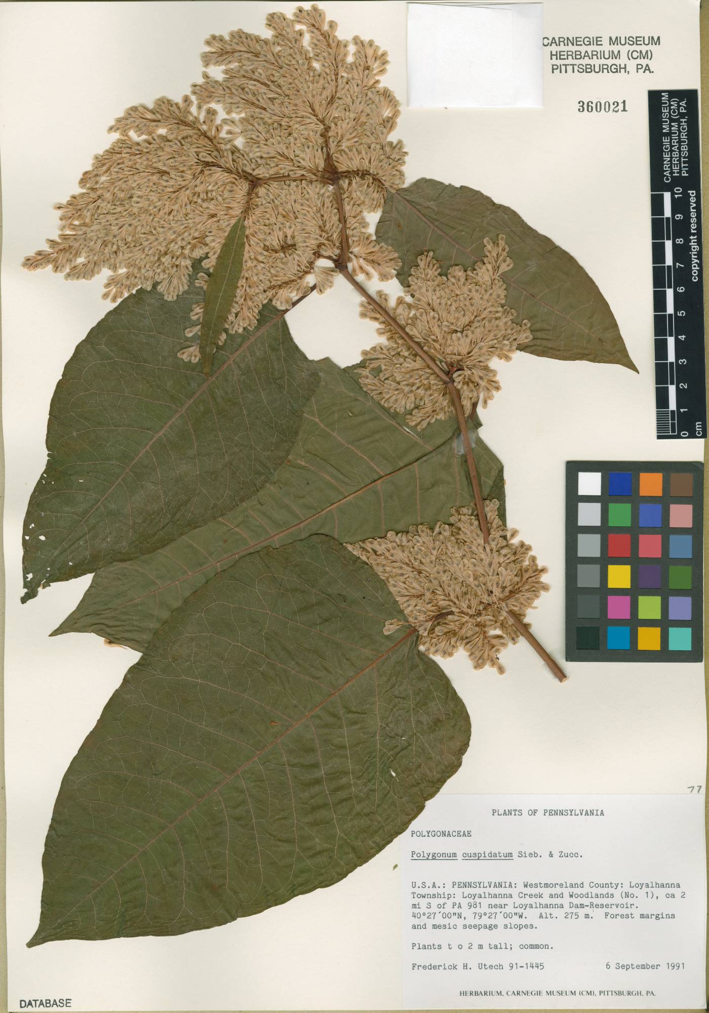 Reynoutria × bohemica image