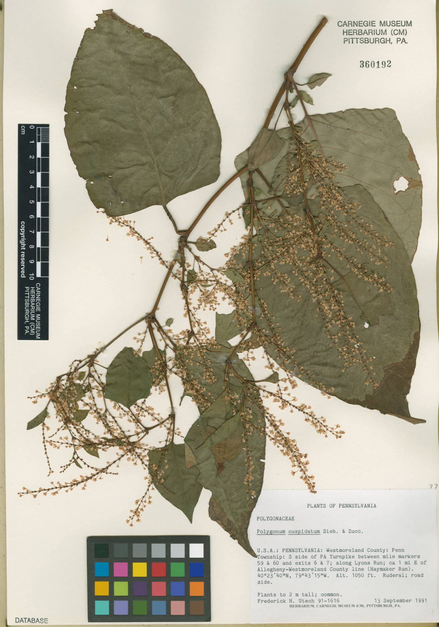 Reynoutria × bohemica image