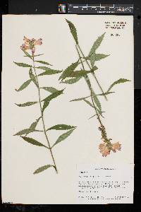 Physostegia virginiana image