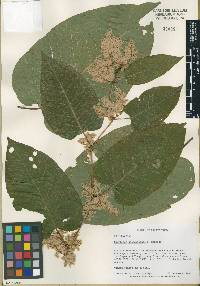 Fallopia sachalinensis image