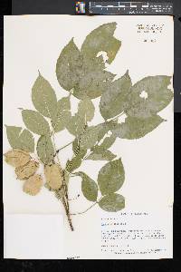 Staphylea trifolia image