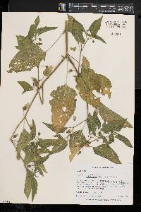 Physalis longifolia var. subglabrata image