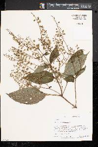 Collinsonia canadensis image