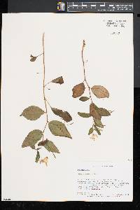 Impatiens pallida image