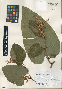 Fallopia sachalinensis image